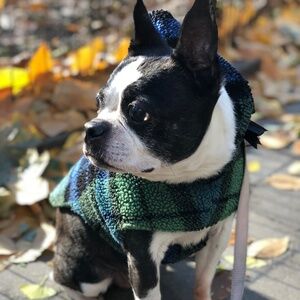 5 Dog Clothing Items: 3 sweaters, 1 shirt, 1 snow suit